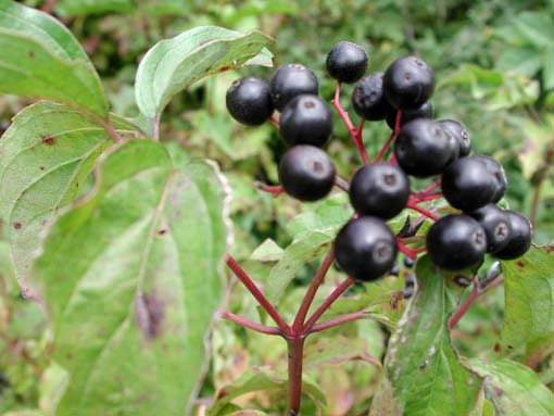  Image name: sanguinello4.jpg 
 width: 510 pixel 
 height: 383 pixel 
 Size: 51558 bytes 
 Click to enlarge 